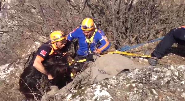 Kayalıklarda 2 Gündür Mahsur Kalan Keçiyi Afad Kurtardı