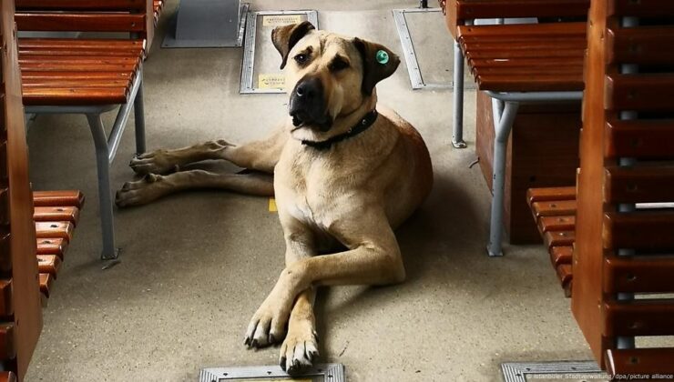 Milyonlarca köpek hudutlu sayıdaki barınağa nasıl sığacak?