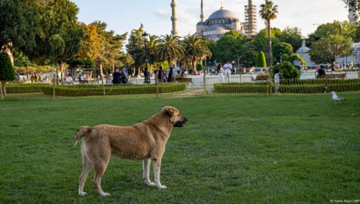 Sokak köpeklerine “ötanazi” yolunu açan yasa yürürlüğe girdi