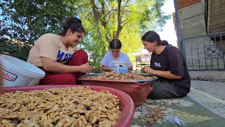 Tokat’ın Niksar ilçesindeki bayanlar ceviz kırarak aile bütçelerine katkı sağlıyor