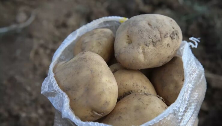 Tokat’ta Sarı Patates Rekoltesi 5 Bin Ton Olacak