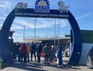 Gebze’deki hayvan vefatları hakkında soruşturma başlatıldı