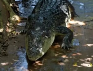 Guinness Rekorlar Kitabı’na giren dünyanın en yaşlı timsahı 120 yaşında öldü