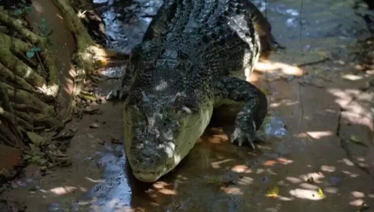 Guinness Rekorlar Kitabı’na giren dünyanın en yaşlı timsahı 120 yaşında öldü