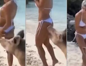 Yaban domuzları plajda kadına saldırdı